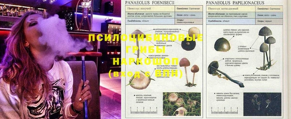гидра Богородицк